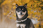 male Shiba Inu