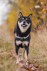 male Shiba Inu