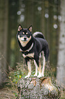 male Shiba Inu