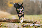 male Shiba Inu