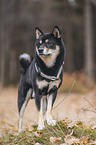 male Shiba Inu