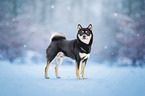male Shiba Inu