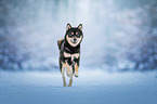 male Shiba Inu