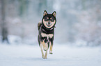 male Shiba Inu
