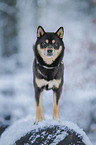male Shiba Inu