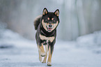 male Shiba Inu