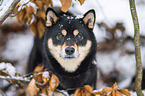 male Shiba Inu