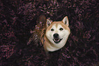Shiba Inu