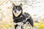male Shiba Inu