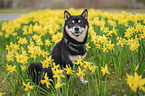 male Shiba Inu