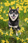 male Shiba Inu