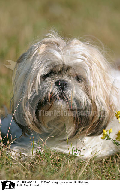 Shih Tzu Portrait / Shih Tzu Portrait / RR-00541