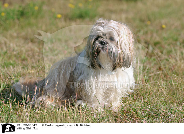 sitzender / sitting Shih Tzu / RR-00542
