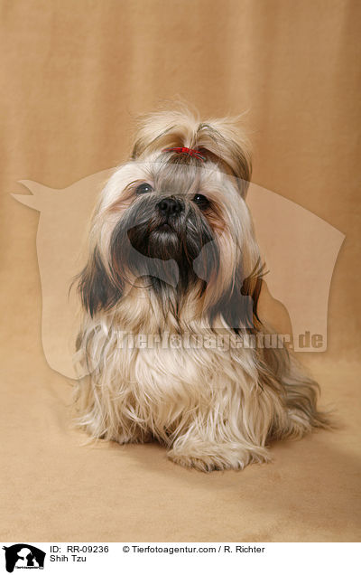 Shih Tzu / Shih Tzu / RR-09236
