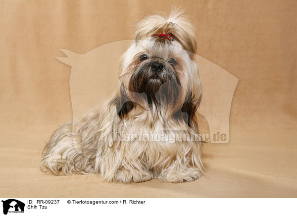 Shih Tzu / Shih Tzu / RR-09237