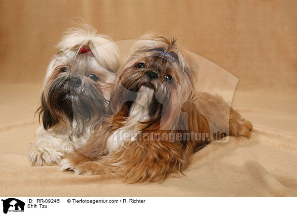 Shih Tzu / RR-09245