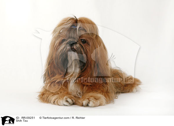 Shih Tzu / Shih Tzu / RR-09251