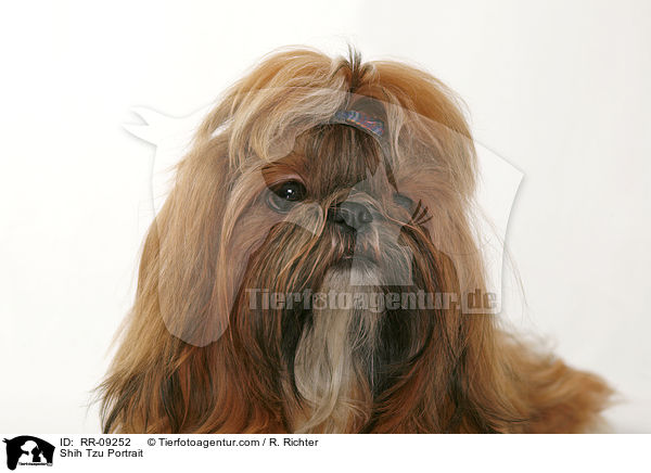 Shih Tzu Portrait / Shih Tzu Portrait / RR-09252