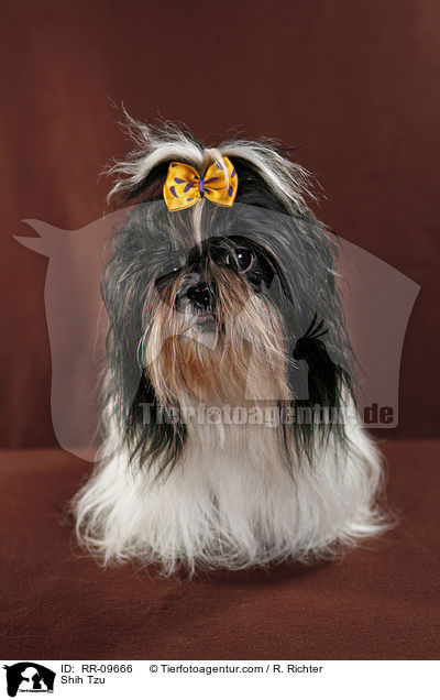 Shih Tzu / Shih Tzu / RR-09666