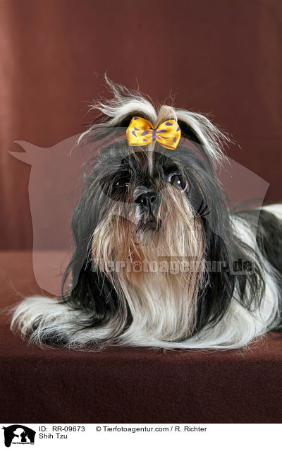 Shih Tzu / Shih Tzu / RR-09673