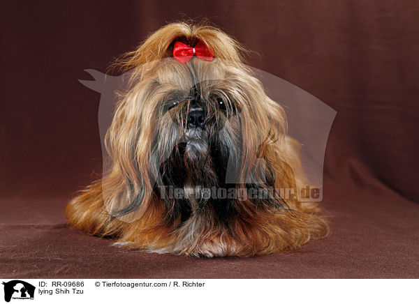 liegender Shih Tzu / lying Shih Tzu / RR-09686
