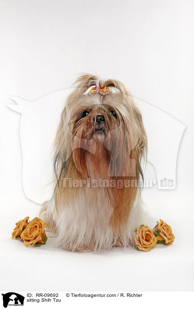 sitzender Shih Tzu / sitting Shih Tzu / RR-09692