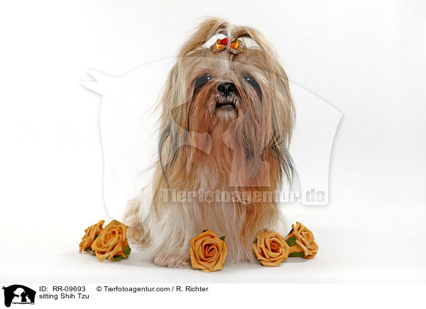 sitzender Shih Tzu / sitting Shih Tzu / RR-09693