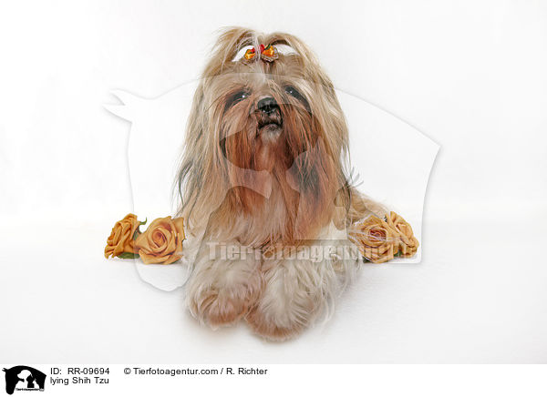 liegender Shih Tzu / lying Shih Tzu / RR-09694