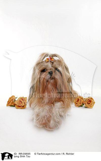 liegender Shih Tzu / lying Shih Tzu / RR-09695