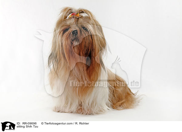 sitzender Shih Tzu / sitting Shih Tzu / RR-09696