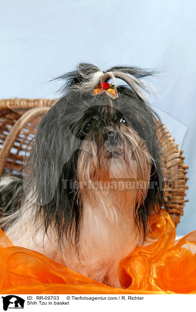 Shih Tzu im Krbchen / Shih Tzu in basket / RR-09703