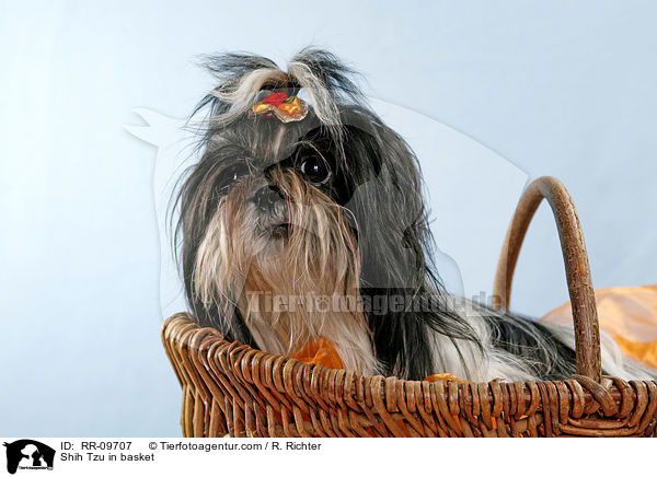 Shih Tzu im Krbchen / Shih Tzu in basket / RR-09707