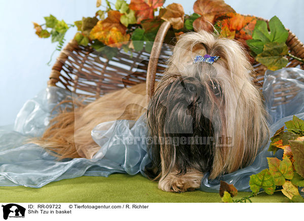 Shih Tzu im K�rbchen / Shih Tzu in basket / RR-09722