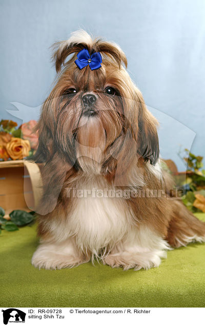 sitzender Shih Tzu / sitting Shih Tzu / RR-09728