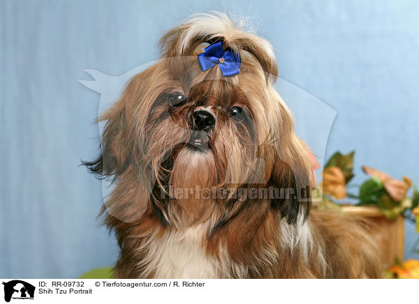 Shih Tzu Portrait / Shih Tzu Portrait / RR-09732