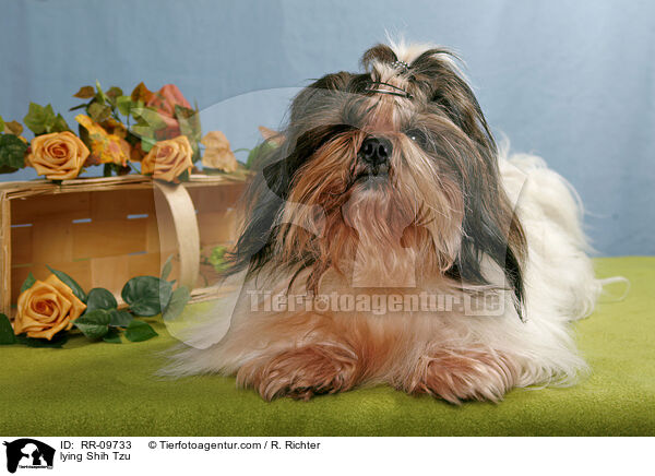 liegender Shih Tzu / lying Shih Tzu / RR-09733