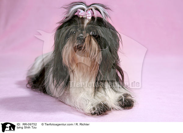 liegender Shih Tzu / lying Shih Tzu / RR-09752