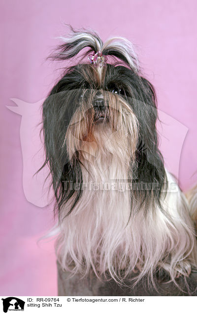 sitzender Shih Tzu / sitting Shih Tzu / RR-09764