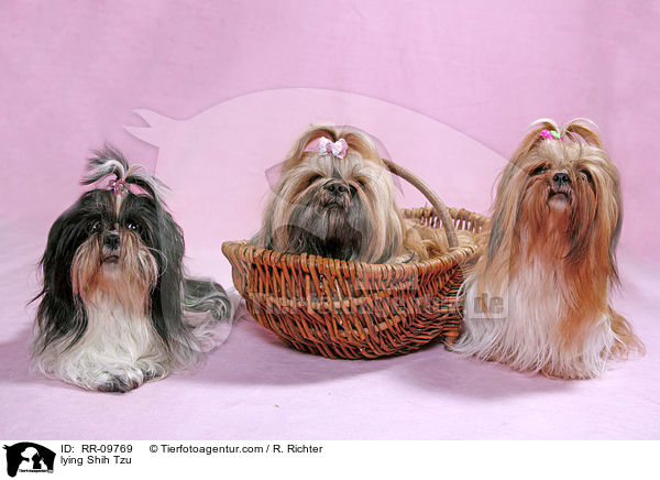 liegender Shih Tzu / lying Shih Tzu / RR-09769