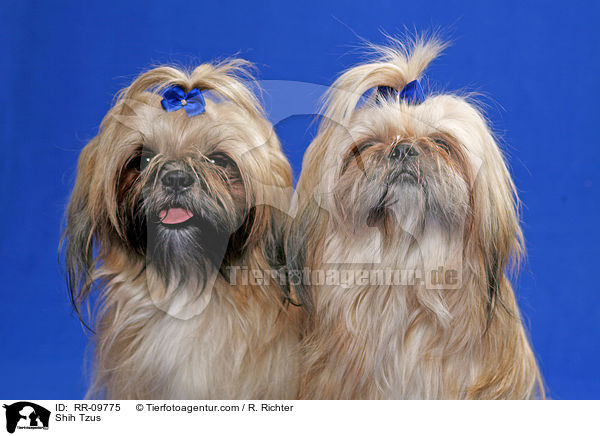 Shih Tzus / Shih Tzus / RR-09775