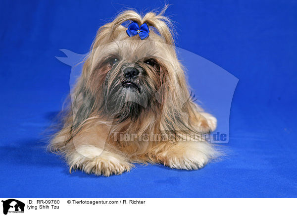 liegender Shih Tzu / lying Shih Tzu / RR-09780