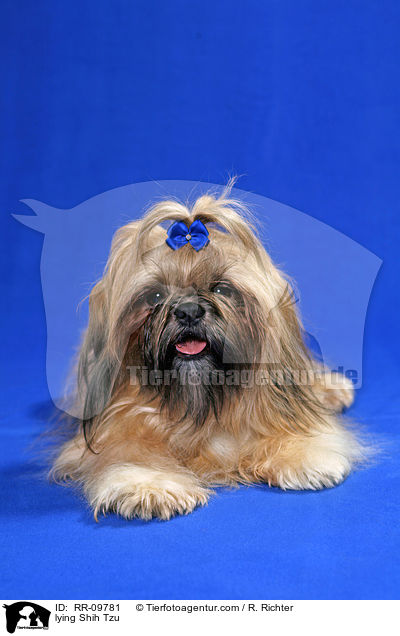 liegender Shih Tzu / lying Shih Tzu / RR-09781