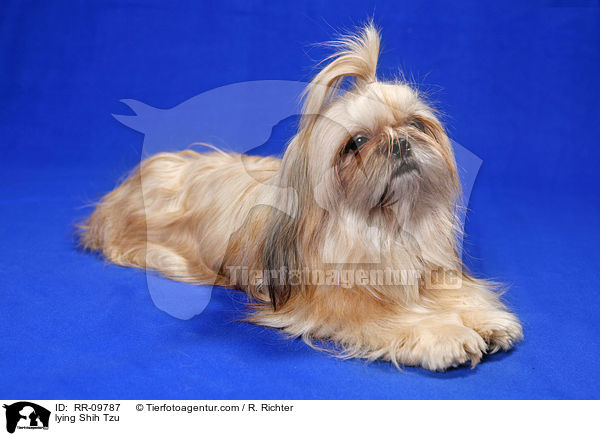 liegender Shih Tzu / lying Shih Tzu / RR-09787