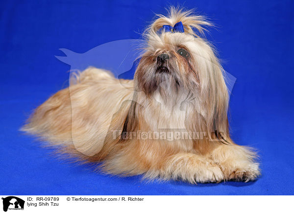 liegender Shih Tzu / lying Shih Tzu / RR-09789