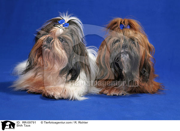 Shih Tzus / Shih Tzus / RR-09791