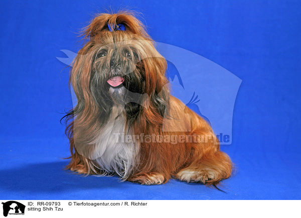 sitzender Shih Tzu / sitting Shih Tzu / RR-09793