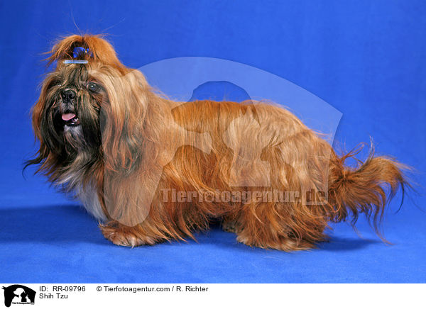 Shih Tzu / Shih Tzu / RR-09796