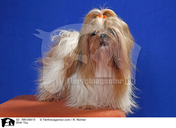 Shih Tzu / Shih Tzu / RR-09815