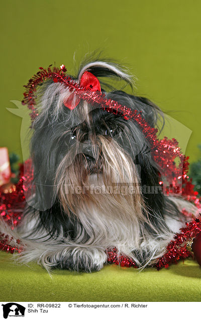 Shih Tzu / Shih Tzu / RR-09822
