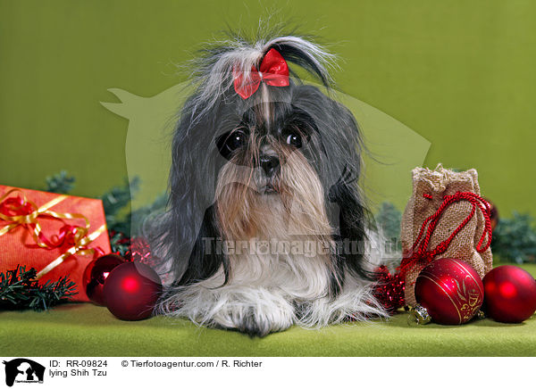 lying Shih Tzu / RR-09824